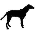 Black and white silhouette of a dog. Pointer or Pinscher. On the hunt