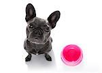 hungry  french bulldog dog  behind empty   bowl, isolated on white looking up  to owner and begging for food