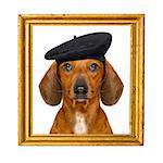 french dachshund sausage dog with beret hat, isolated on white background, behind frame banner  or placard