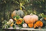 Organic raw pumpkins in an autumn garden. Harvest of pumpkins