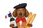 dachshund sausage dog with beret hat, isolated on white background,with red wine and baguette and french hat and flag