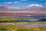 Laguna Honda in sud Lipez Altiplano reserva Eduardo Avaroa, Bolivia