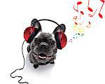 cool dj french bulldog dog listening or singing to music  with headphones and mp3 player, notes all around, isolated on white background