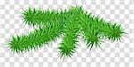 Lush green fir pine branch on transparent background. Vector illustration
