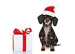 funny dachshund sausage  santa claus dog on christmas holidays wearing red holiday hat, isolated on white background with a present or gift box
