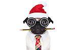 dumb crazy pug dog with nerd glasses as an office business worker with pencil in mouth , isolated on white background, on christmas holidays vacation with santa claus hat