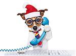 crazy jack russell dog with nerd glasses as an office business worker on the phone or telephone, isolated on white background, on christmas holidays vacation with santa claus hat