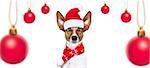 christmas  santa claus  jack russell dog isolated on white background with  red  holiday hat , funny crazy sillly eyes and tree ornaments balls