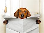 funny   sausage dachshund dog sitting on toilet and reading magazine or newspaper with constipation, blank empty paper