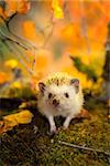 African pygmy hedgehog on green moss. Autumn