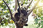 Giant Panda sleeps on the tree brunch.