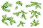 Set of green fluffy fir pine branches isolated on white background. Vector nature xmas illustration