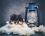 Pomeranian Spitz dog puppy in garlands and lantern, Christmas card or background for New Year