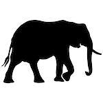 black and white vector elephant silhouette for painting