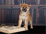 dog Shiba Inu reading books in the library