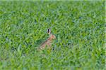 Profile portrait of a European brown hare (Lepus europaeus) sitting in a cornfield in summer in Hesse, Germany