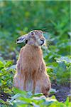 Close-up portrait of a European brown hare (Lepus europaeus) sitting in a field in summer, Hesse, Germany