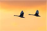 Two mute swans (Cygnus olor) flying in sky at sunset, Germany