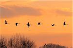 Flock of flying mute swans (Cygnus olor) silhouetted against the sky at sunset, Hesse, Germany