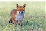 Close-up portrait of alert red fox (Vulpes vulpes) standing in a meadow and looking at camera in Hesse, Germany