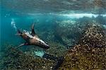 Galapagos fur seal (Arctocephalus galapagoensis) underwater on Santiago Island, Galapagos, Ecuador, South America