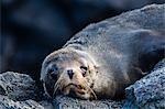 Adult Galapagos fur seal (Arctocephalus galapagoensis), hauled out on Santiago Island, Galapagos, Ecuador, South America