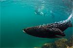 Adult bull Galapagos fur seal (Arctocephalus galapagoensis) underwater on Genovesa Island, Galapagos, Ecuador, South America