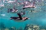 Galapagos penguins (Spheniscus mendiculus) swimming underwater at Bartolome Island, Galapagos, Ecuador, South America