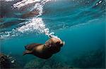 Galapagos sea lion (Zalophus wollebaeki) underwater at Santiago Island, Galapagos, Ecuador, South America