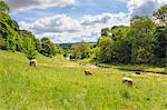 Cows grazing in lush riverside meadow in spring, Bradford Dale, Youlgreave, Peak District National Park, Derbyshire, England, United Kingdom, Europe