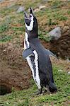 Magellanic penguin (Spheniscus magellanicus) calling, giving a warning call, Patagonia, Chile, South America