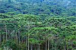 A forest of Parana (Araucaria) pines (Araucaria angustifolia) in the mountains near Sao Paulo, Brazil, South America