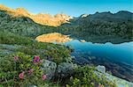 Rhododendrons frame the blue water of Lago Nero at dawn, Cornisello Pinzolo, Brenta Dolomites, Trentino-Alto Adige, Italy, Europe