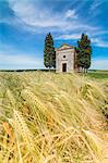 Fields of ears of corn on the gentle green hills of Val d'Orcia, UNESCO World Heritage Site, Province of Siena, Tuscany, Italy, Europe