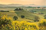 Yellow flowers frame the gentle green hills of Val d'Orcia at dawn, UNESCO World Heritage Site, Province of Siena, Tuscany, Italy, Europe