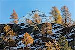 Red larches frame the snowy peaks, Malenco Valley, Province of Sondrio, Valtellina, Lombardy, Italy, Europe