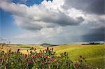 Red flowers and rainbow frame the green hills and farmland of Crete Senesi (Senese Clays), Province of Siena, Tuscany, Italy, Europe