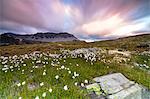 Pink sky frames cotton grass at dawn, Laghetto Alto Scorluzzo, Bormio, Braulio Valley, Valtellina, Lombardy, Italy, Europe