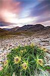 Thistle flowers and rocky peaks framed by pink clouds at sunrise, Braulio Valley, Stelvio Pass, Valtellina, Lombardy, Italy, Europe