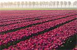 The colourful fields of tulips in bloom and trees in the countryside at dawn, De Rijp, Alkmaar, North Holland, Netherlands, Europe