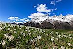 Green meadows covered with blooming crocus framed by snowy peaks in spring, Barchi, Malenco Valley, Valtellina, Lombardy, Italy, Europe