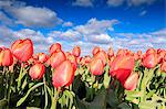 Close up of red tulips during spring bloom in the fields of Oude-Tonge, Goeree-Overflakkee, South Holland, The Netherlands, Europe