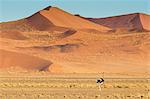 Ostrich wandering in front of a giant sand dune, Sossusvlei, Namib-Naukluft National Park, Namibia, Africa