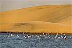 Saltwater pool with flamingos near Walvis Bay, Namibia, Africa