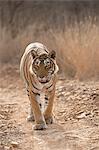 Bengal tiger (Panthera tigris tigris), Ranthambhore, Rajasthan, India, Asia