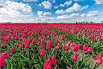 Pink tulips and clouds in the sky, Yersekendam, Zeeland province, Netherlands, Europe