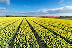 Yellow tulips in field, Yersekendam, Zeeland province, Netherlands, Europe