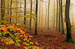 Autumnal forest, Kastel-Staadt, Rhineland-Palatinate (Rheinland-Pfalz), Germany, Europe