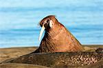 Walrus (Odobenus rosmarus), Kapp Lee, Spitsbergen, Svalbard, Arctic, Norway, Europe