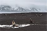 Antarctic fur seals (Arctocephalus gazella) on the beach, Deception Island, Antarctica, Polar Regions